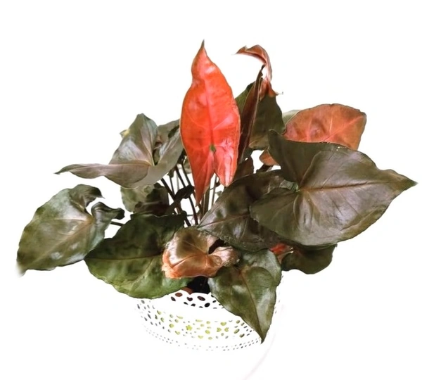 Syngonium Maria