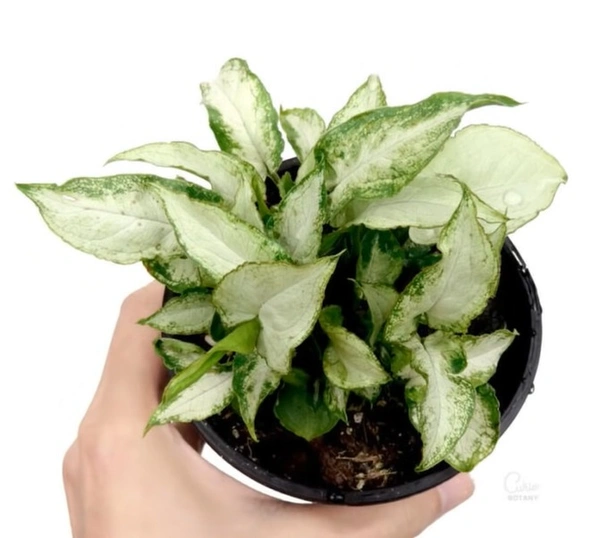 Syngonium Fairy Wings