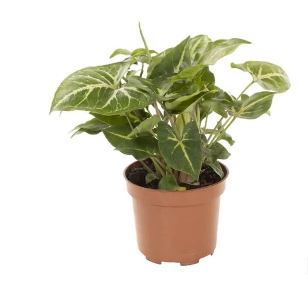 Syngonium Witte Nerf