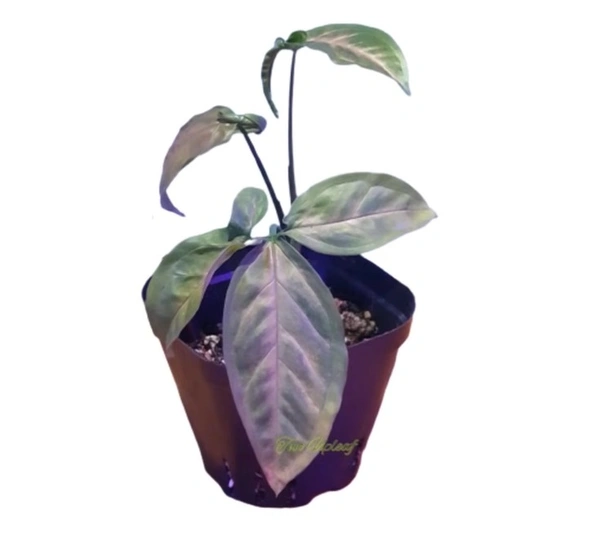 Syngonium Pink Margarita