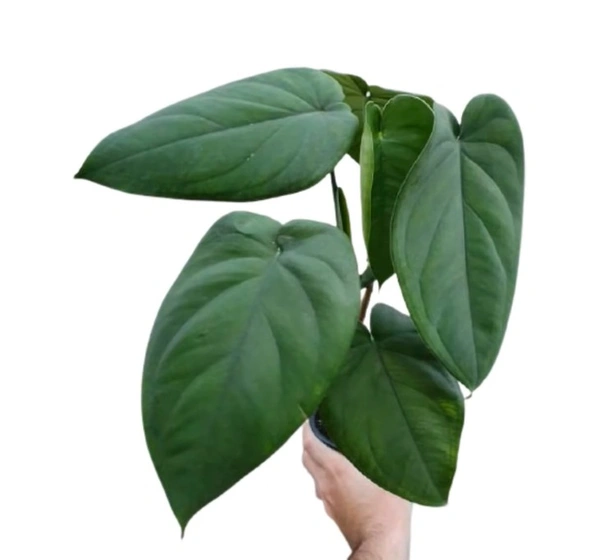 Syngonium Chiapense