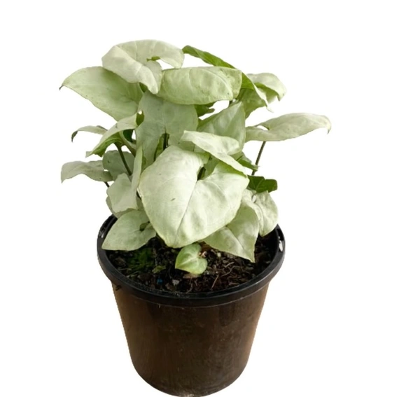 Syngonium Moonshine