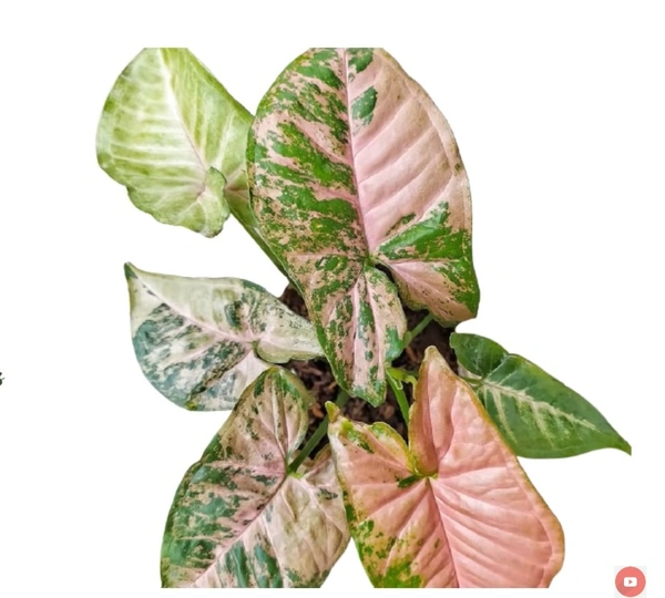Syngonium Pink Flecked