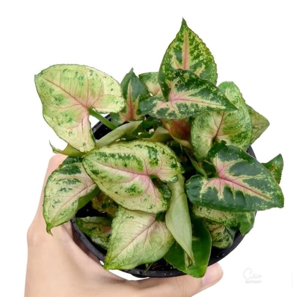 Syngonium Dwarf Princess