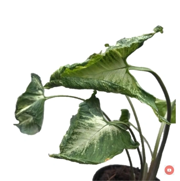 Syngonium Godzilla