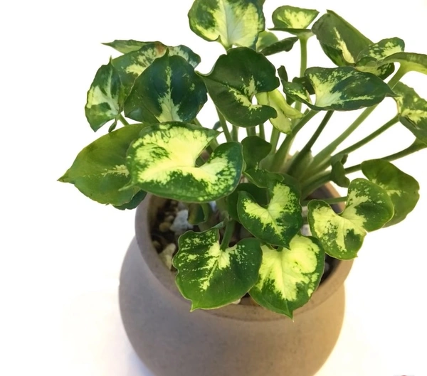 Syngonium Mini Pixie Super Dwarf