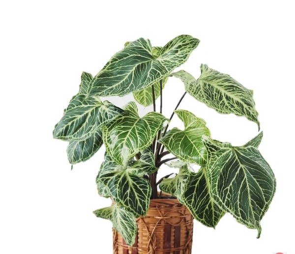 Syngonium Batik
