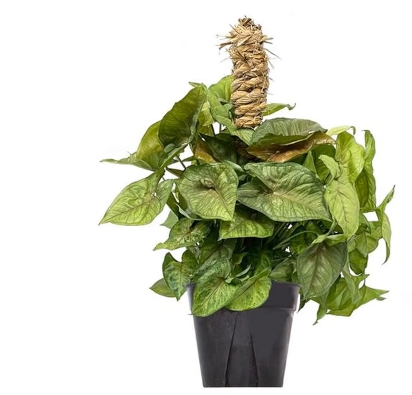 Syngonium Berry