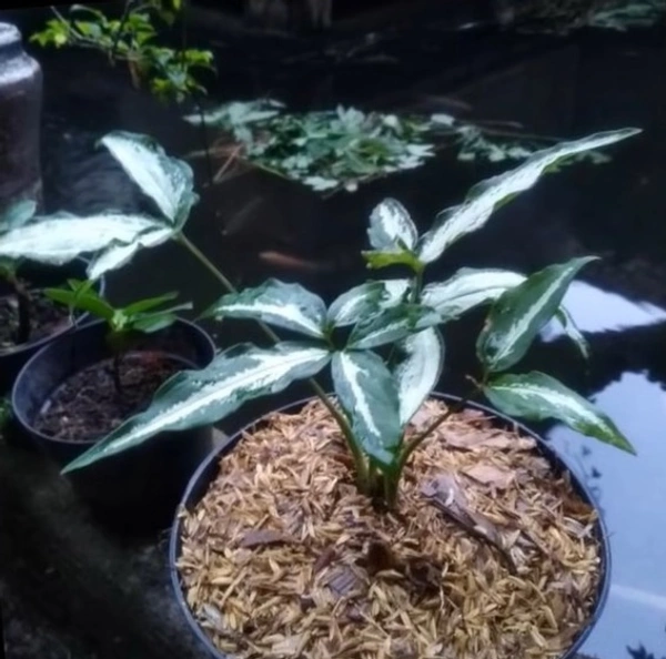 Syngonium Jari