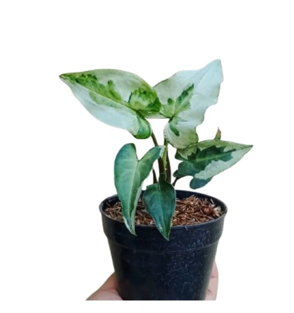 Syngonium Jaguar