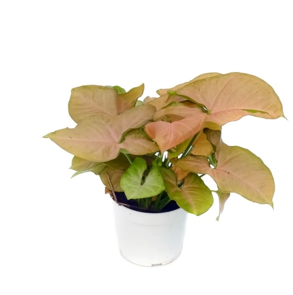 Syngonium Strawberry Cream