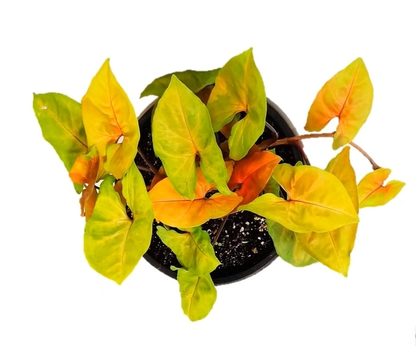 Syngonium Prince Of Orange