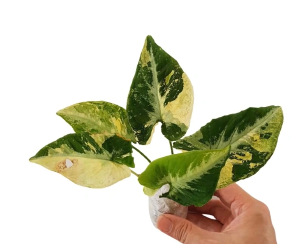 Syngonium Wendlandii Variegated