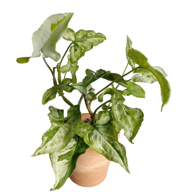Syngonium Marble Magic