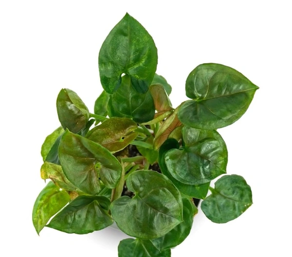 Syngonium Candy