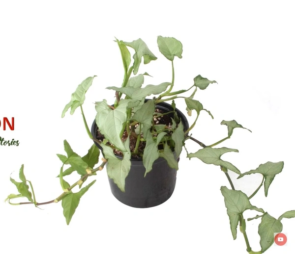 Syngonium Exotic Allusion