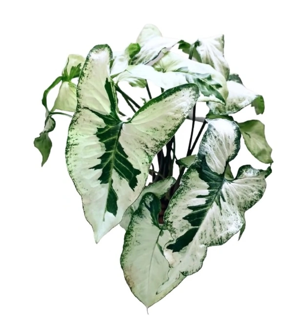 Syngonium Jade