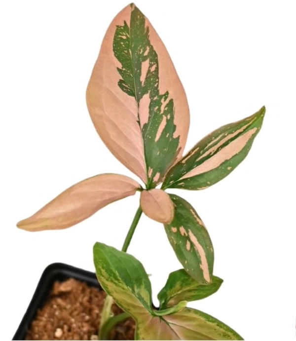 Syngonium Pink Splash