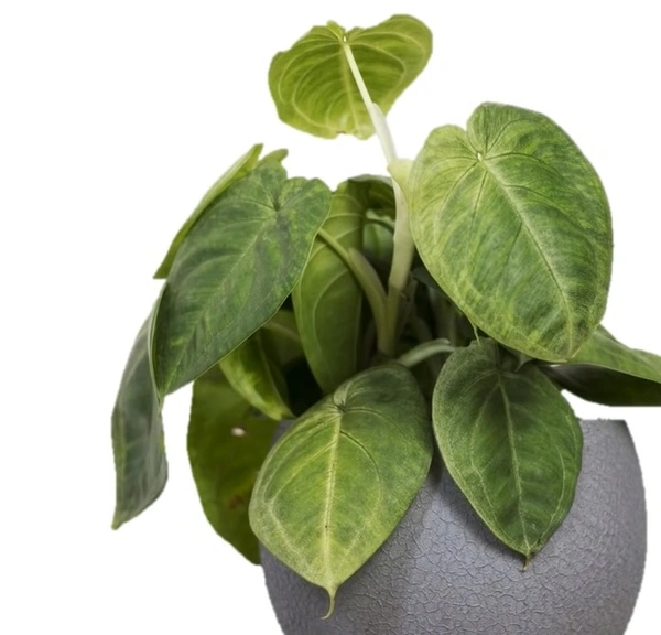 Syngonium Frosted Heart