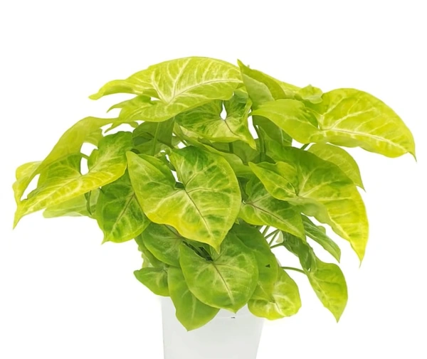 Syngonium Gold Allusion