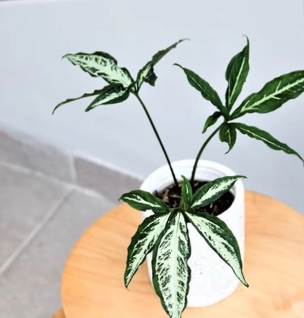 Syngonium Little Star