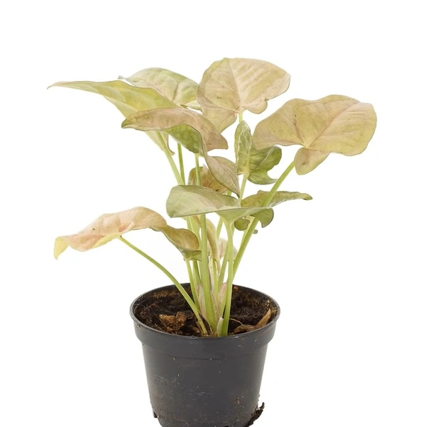 Syngonium Neon Rubusta