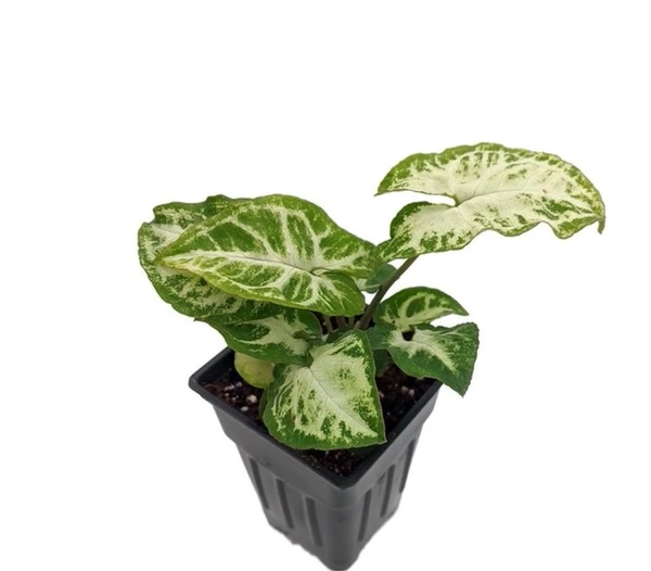 Syngonium Glo Go