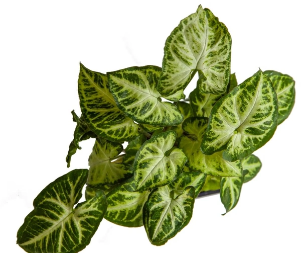 Syngonium Randy