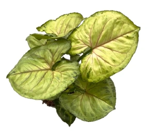 Syngonium Bold Allusion