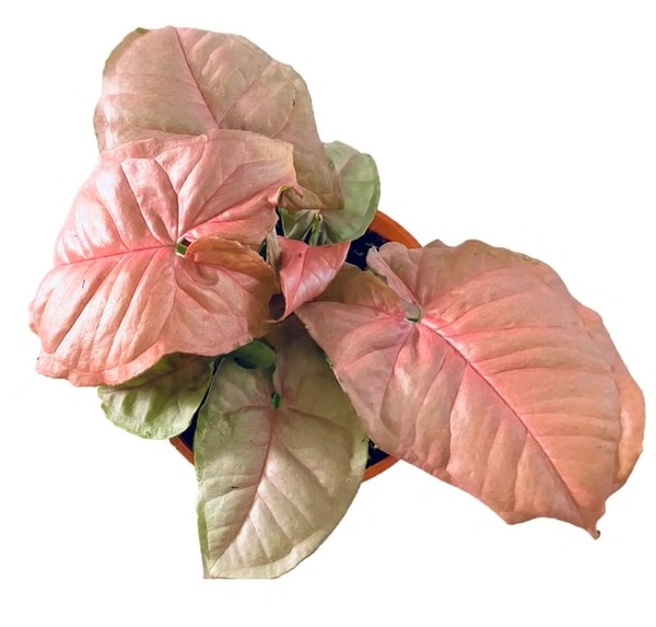 Syngonium Coral