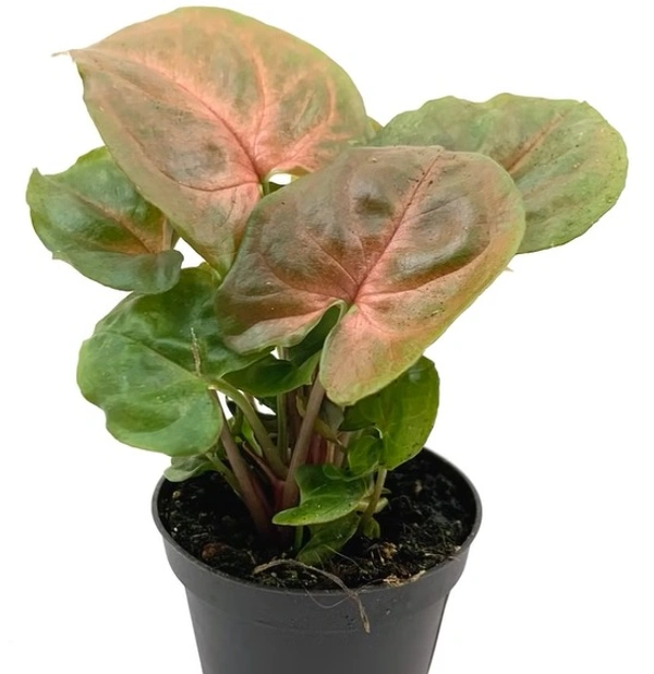 Syngonium Maria Allusion