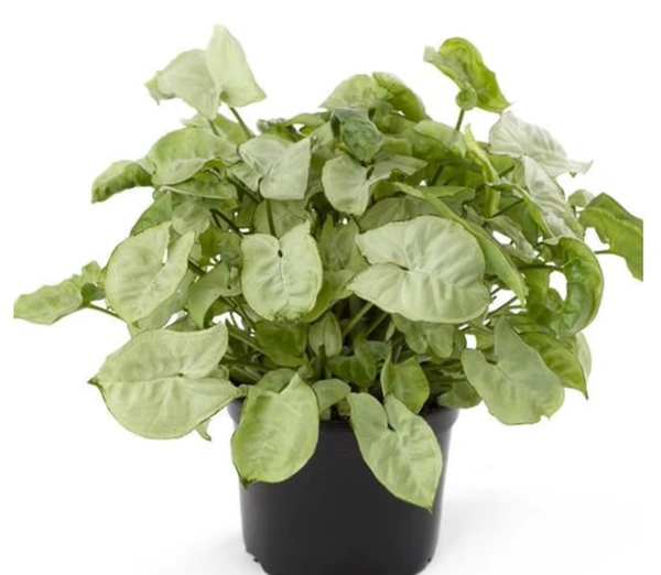 Syngonium Pearl White