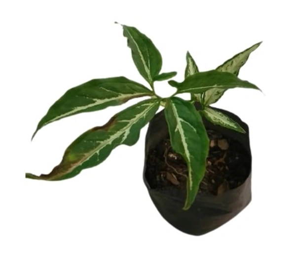 Syngonium Five Fingers