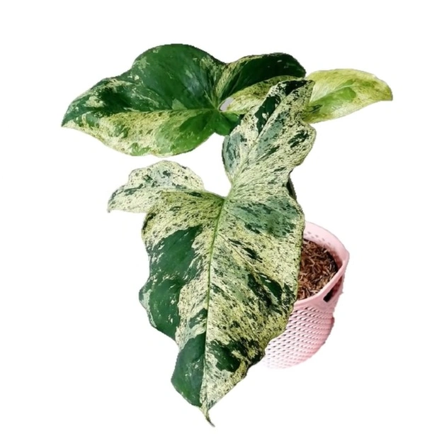 Syngonium Mojito