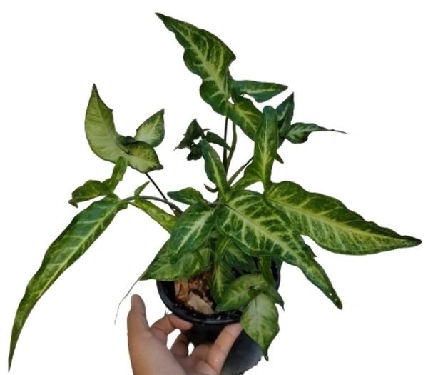 Syngonium Angustatum