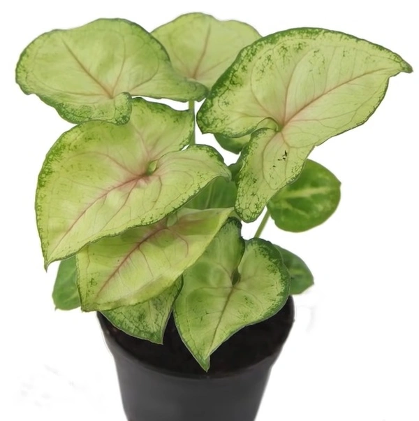 Syngonium Cream Allusion