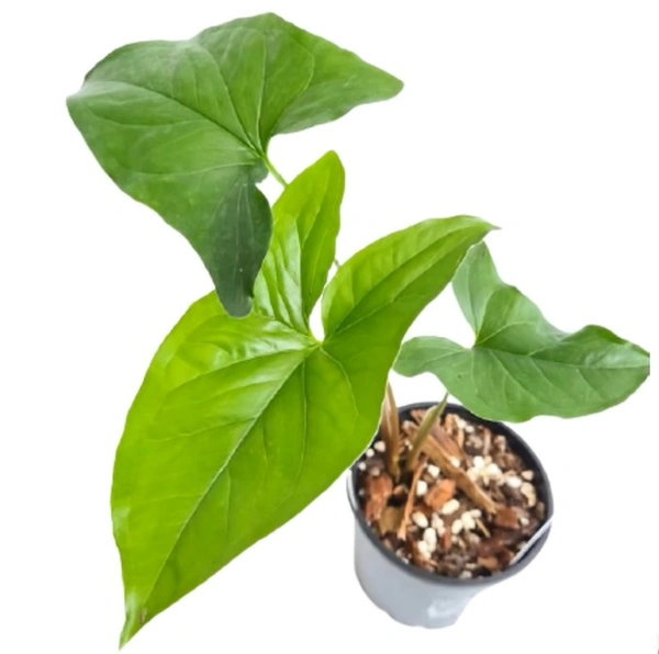 Syngonium Purple Stem