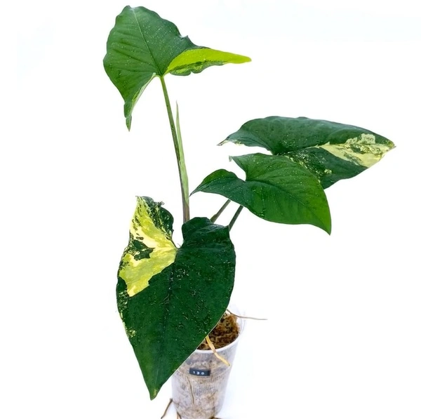 Syngonium Aurea Yellow Variegata