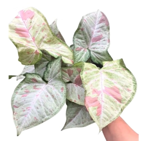 Syngonium Milk Confetti