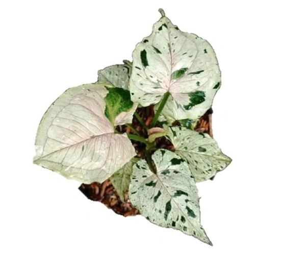 Syngonium Green Splash