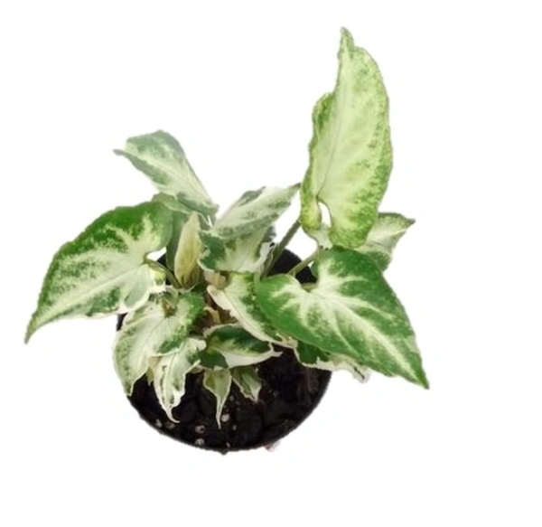 Syngonium Starlite