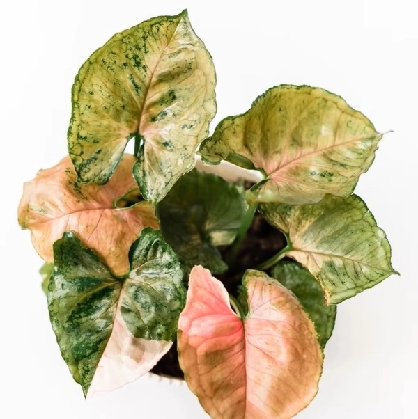 Syngonium Stawberry Ice