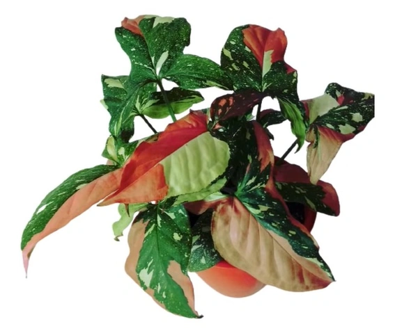 Syngonium Red Spot Tricolor