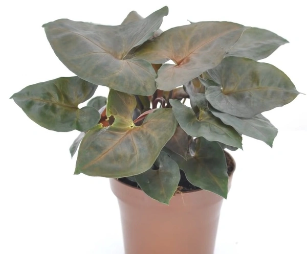 Syngonium Brocante