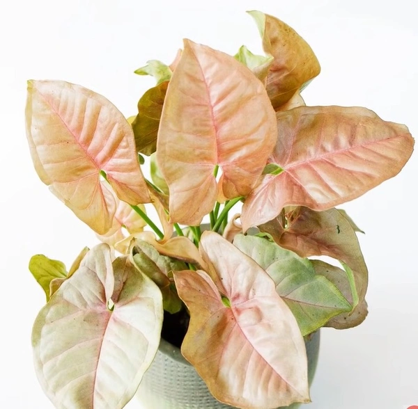 Syngonium Pink Allusion