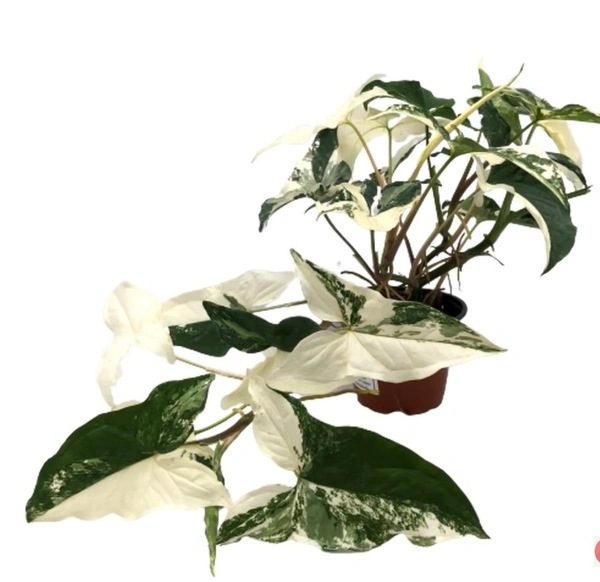 Syngonium Albo Variegata
