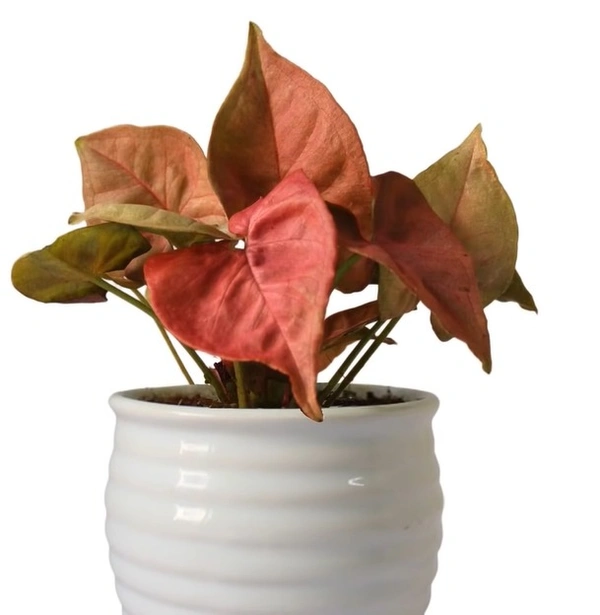 Syngonium Good Luck Pink