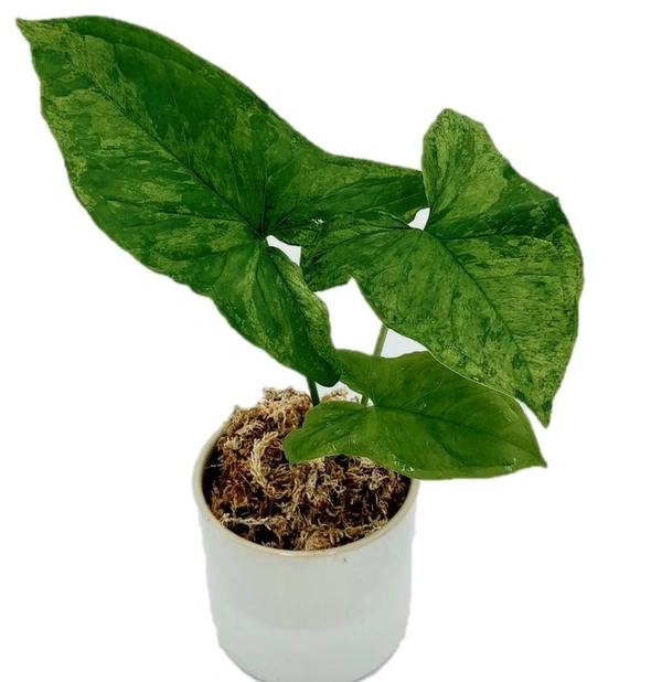 Syngonium Mottled