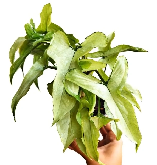Syngonium Ngern Lai Ma