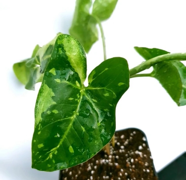 Syngonium Panda